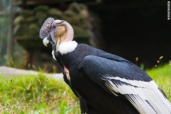A captive condor at the Condor Huasi project. 