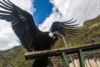 Dining condor.