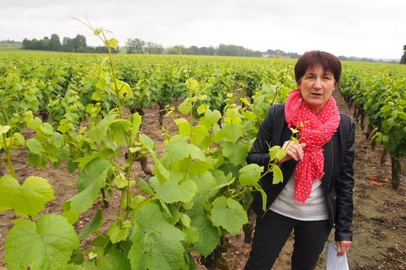 Immature grapes growing in the France's Loire Valley. Read about grape picking in France in this story. Max Hartshorne photo.