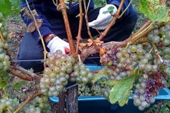 Grape Harvesting