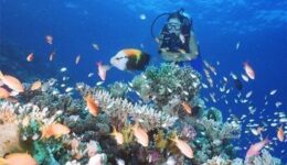 Snorkel in crystal clear waters