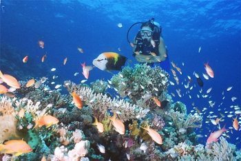 Snorkel in crystal clear waters