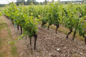 Some of the stoniest soils produce the best wines in France.