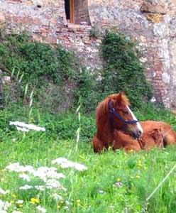 At Spannocchia, a farm in Tuscany, a horse relaxes in his pasture.