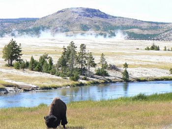 Yellowstone National Park is the trump card at Chico, nearly every guest wants to visit the giant park and see the amazing animals there. photo by Max Hartshorne.