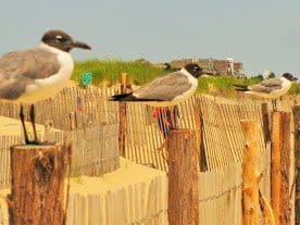 Sea gulls await lunch.