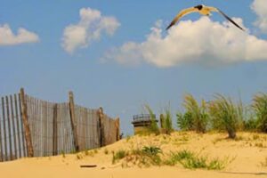 delawarecoast