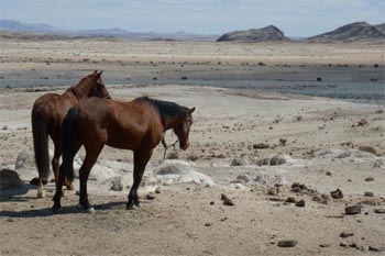 Horses in the Namib desert. photos by Dina Bennett.