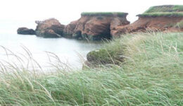 Sandstone cliffs in the distance