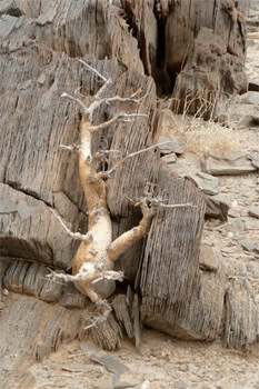 This is a tree. It will come back to life when the rains come.