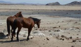 namibia-safari