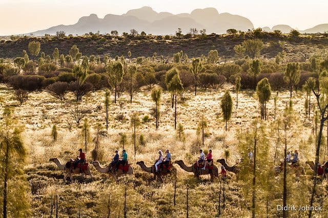 A long line of camels.