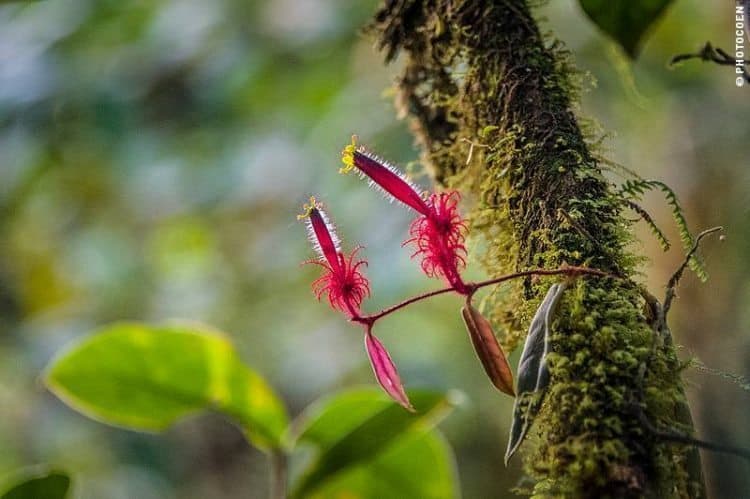 Flora in Ecuador. Coen Wubbels photo.