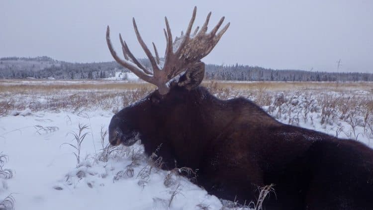 A moose in a field in the Yukon.