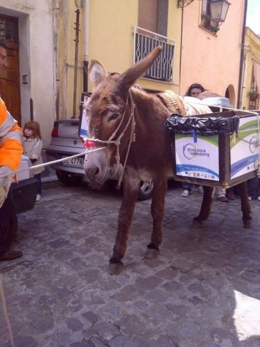 Palermo: A Sicilian Treasure 2 The Recycling donkey in Palermo, Sicily.