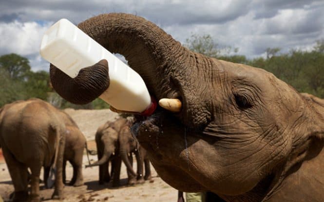 An orphaned wild elephant in Kenya.