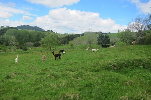 New Zealand: WWOOFing with a Farm Family 1 Alpaca in the field in New Zealand.