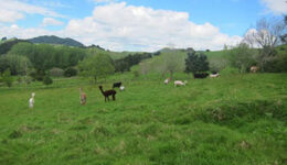 new-zealand-wwoofing