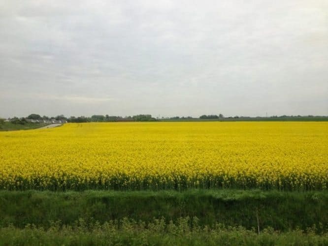 Denmark: A Guide to Copenhagen 5 Rapeseed fields from the train to Lund Sweden - Copy