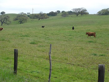 Solvang, California greenery as seen by bike.