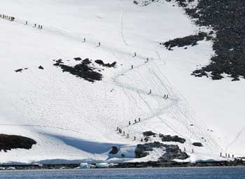 Passengers trekking up Danco Island. Zaid Mohamedy photo.