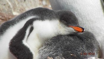 Baby penguins take a snooze. Dennis O'Connor photo.