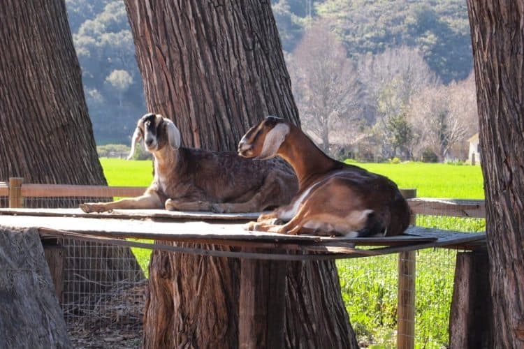 Goats at the Edna Valley townsite.