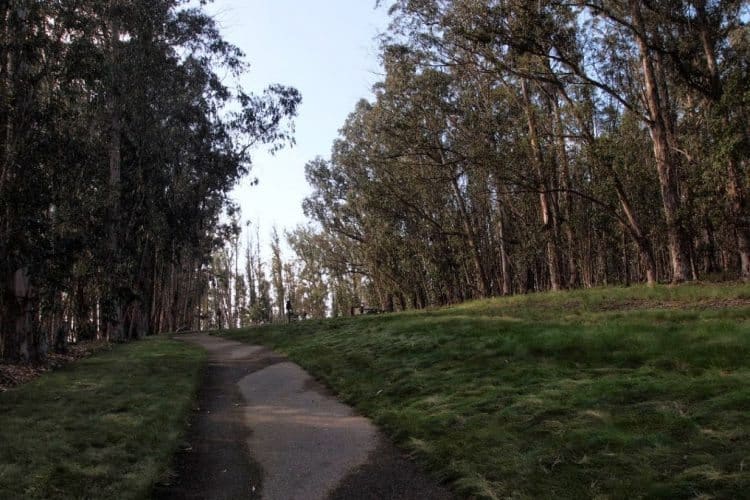 The Monarch butterfly wintering spot in Nipomo.