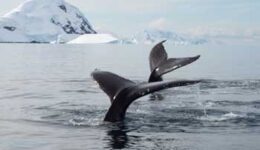 Whale's tales in Antarctica. Dennis O'Connor photo.