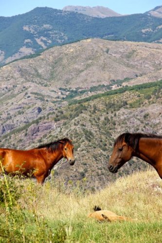 Wild horses can be found wandering the countryside.