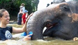 A volunteer with an elephant in Thailand. Globe Aware photos.