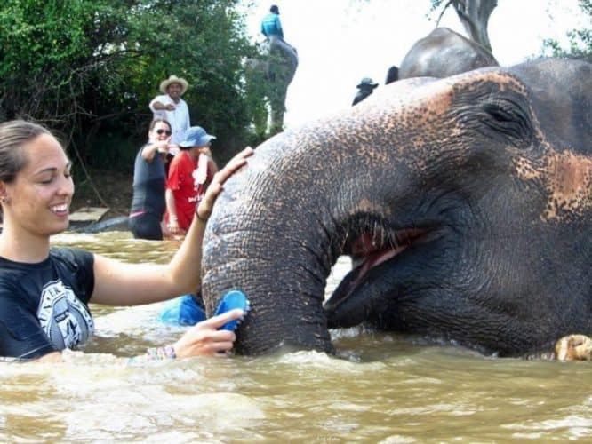 A volunteer in Thailand works with an elephant with Globe Aware.