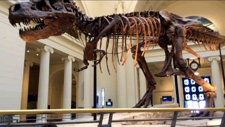 Chicago: Places to Dine, Shop and Enjoy 5 Big sue dinosaur at the Field Museum.