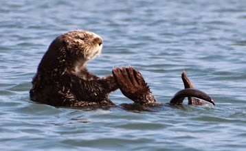A swimming sea otter in the Back Bay Estuary, Morro Bay California. Max Hartshorne photos.
