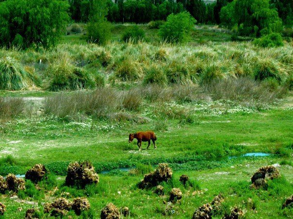 Argentina: Pedaling to Mendoza's Famous Vines 4 A lonely horse