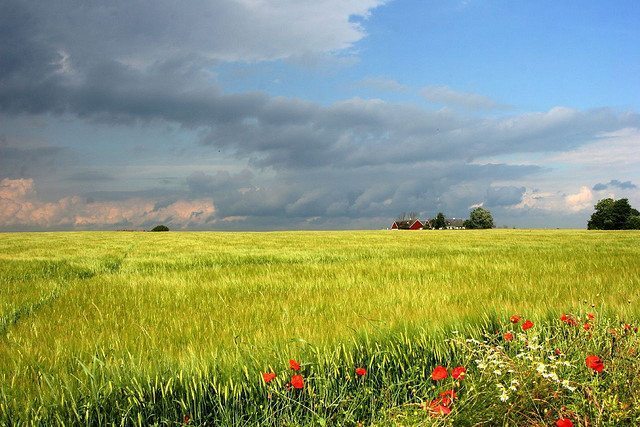 A field scene on lightly populated Ven, an island off Sweden's coast.