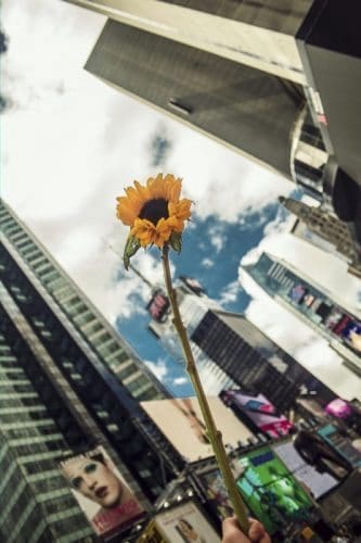 A complimentary sunflower given out during the event.