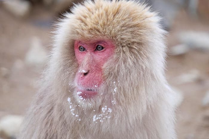 Snow monkey at Jigokudani Monkey Park, Nagano Japan.