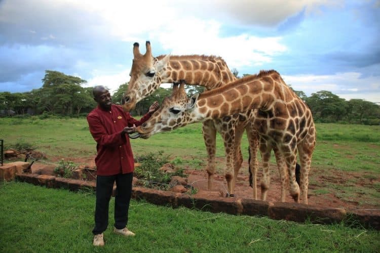 Kenya: Wild Awakening at Giraffe Manor, Nairobi 6 Lodge staff member with the friendly giraffes.