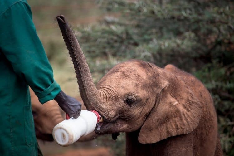 Kenya: Wild Awakening at Giraffe Manor, Nairobi 7 Feeding time at the David Sheldrick Elephant Orphanage, Nairobi.