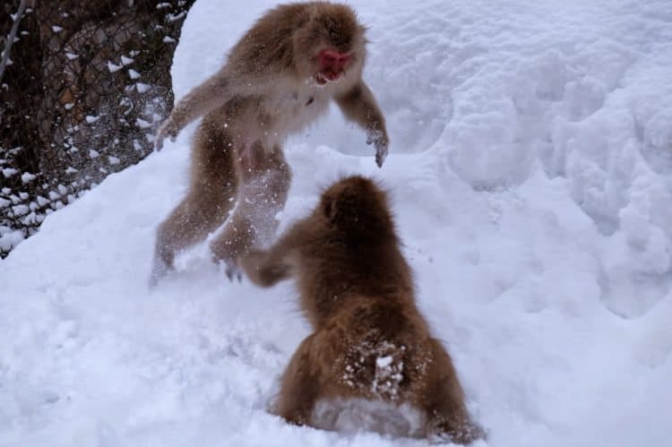 Monkey fighting