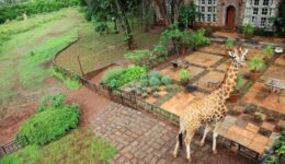 One of the many giraffes from Giraffe Manor in Nairobi on the patio. Janis Turk photos.