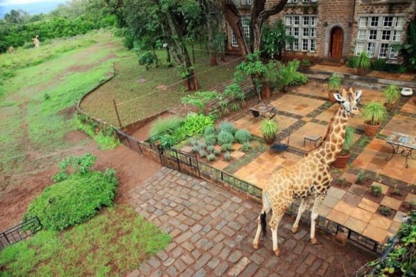 One of the many giraffes from Giraffe Manor in Nairobi on the patio. Janis Turk photos.