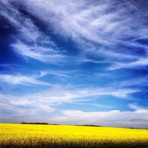 Rapeseeds and sky on the N10 driving home.