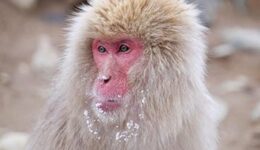 snow-monkey