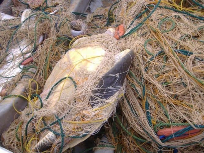 A turtle wrapped in fishing line and wrap, a good reason why the turtles are so well protected in Sri Lanka.