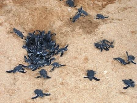 Baby turtles race for their lives after the hatchings. 