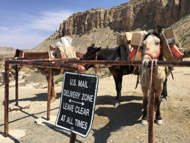 Hiking alongside the US Mail delivery to Supai Village