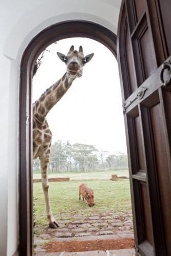 A wart hog and a giraffe at the door at Giraffe Manor.