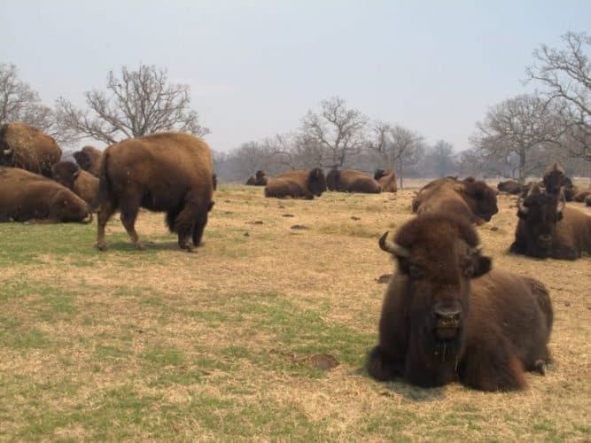 Woolaroc Preserve in Ponca, Oklahoma.